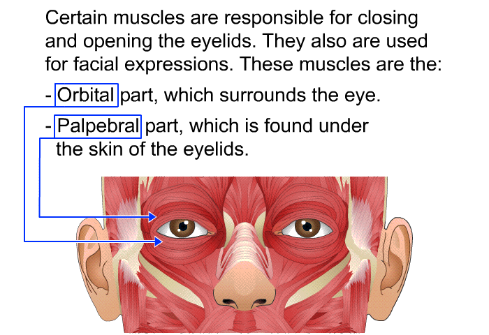 Certain muscles are responsible for closing and opening the eyelids. They are also used for facial expressions. These muscles are the:  Orbital part, which surrounds the eye. Palpebral part, which is found under the skin of the eyelids.