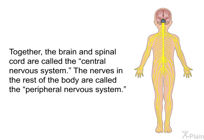 Together, the brain and spinal cord are called the “central nervous system.” The nerves in the rest of the body are called the “peripheral nervous system.”