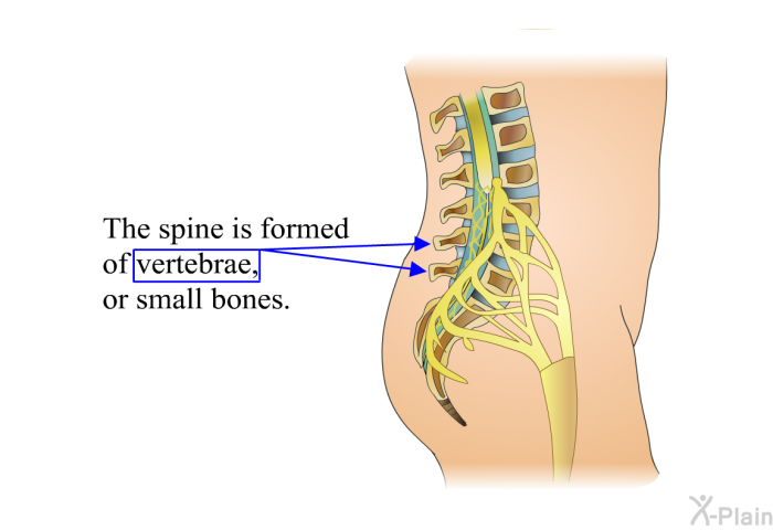 The spine is formed of vertebrae, or small bones.