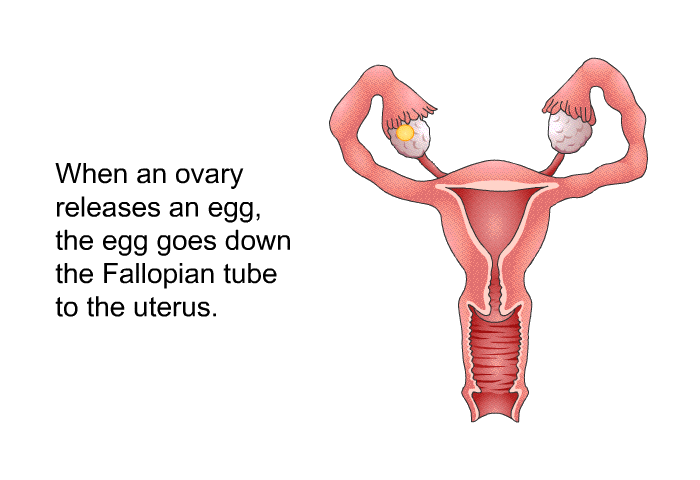 When an ovary releases an egg, the egg goes down the Fallopian tube to the uterus.