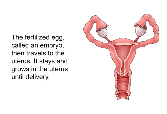 The fertilized egg, called an embryo, then travels to the uterus. It stays and grows in the uterus until delivery.