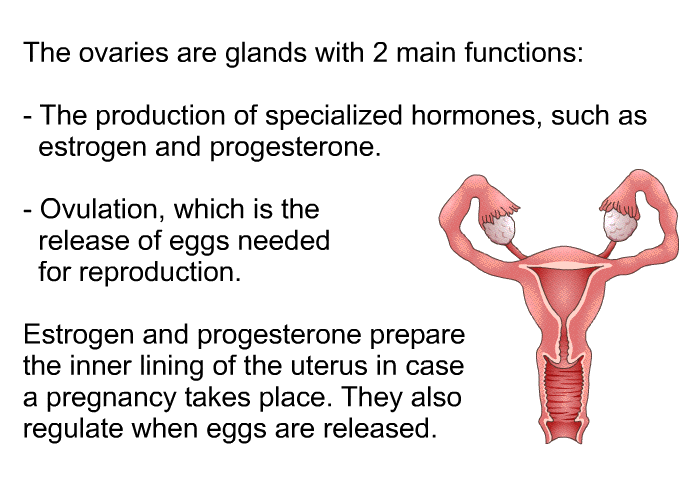 The ovaries are glands with 2 main functions:  The production of specialized hormones, such as estrogen and progesterone. Ovulation, which is the release of eggs needed for reproduction.  
 Estrogen and progesterone prepare the inner lining of the uterus in case a pregnancy takes place. They also regulate when eggs are released.