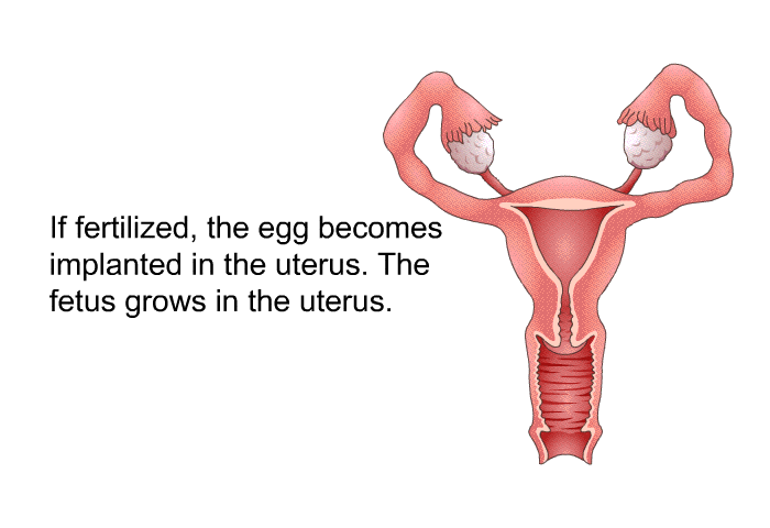 If fertilized, the egg becomes implanted in the uterus. The fetus grows in the uterus.