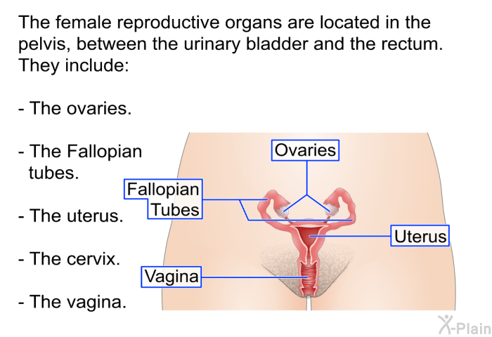 The female reproductive organs are located in the pelvis, between the urinary bladder and the rectum. They include:  The ovaries. The Fallopian tubes. The uterus. The cervix. The vagina.