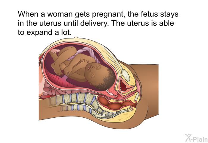 When a woman gets pregnant, the fetus stays in the uterus until delivery. The uterus is able to expand a lot.