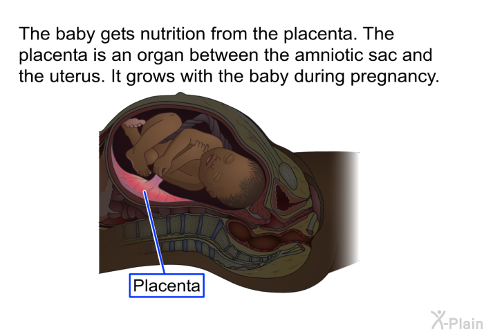 The baby gets nutrition from the placenta. The placenta is an organ between the amniotic sac and the uterus. It grows with the baby during pregnancy.