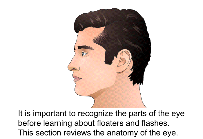 It is important to recognize the parts of the eye before learning about floaters and flashes. This section reviews the anatomy of the eye.