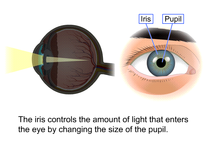 The iris controls the amount of light that enters the eye by changing the size of the pupil.