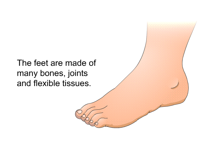 The feet are made of many bones, joints and flexible tissues.