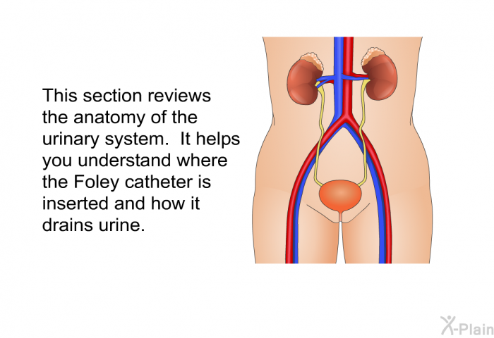 This section reviews the anatomy of the urinary system. It helps you understand where the Foley catheter is inserted and how it drains urine.