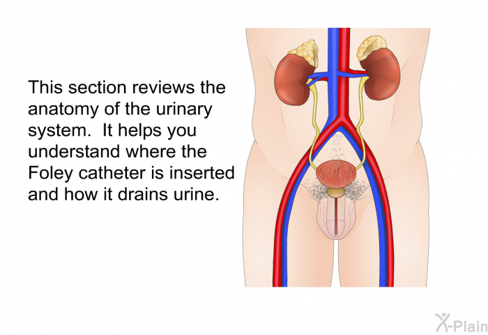 This section reviews the anatomy of the urinary system. It helps you understand where the Foley catheter is inserted and how it drains urine.
