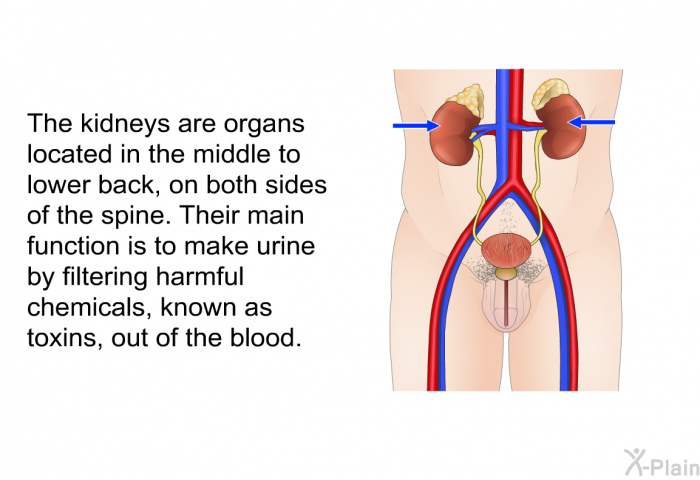 The kidneys are organs located in the middle to lower back, on both sides of the spine. Their main function is to make urine by filtering harmful chemicals, known as toxins, out of the blood.