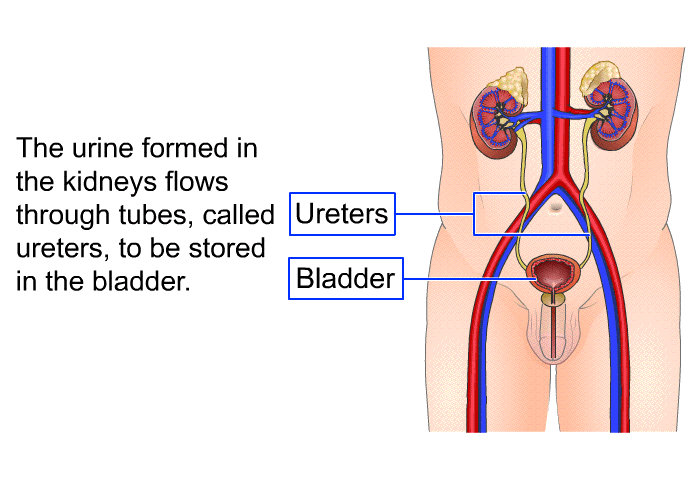 The urine formed in the kidneys flows through tubes, called ureters, to be stored in the bladder.