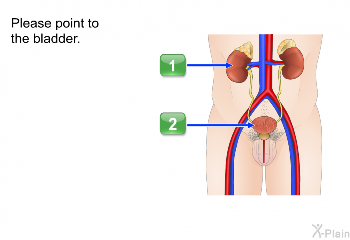 Please point to the bladder.