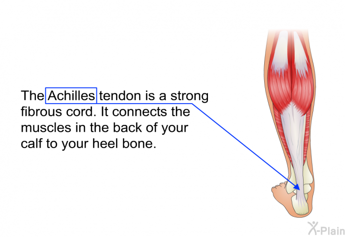 The Achilles tendon is a strong fibrous cord. It connects the muscles in the back of your calf to your heel bone.