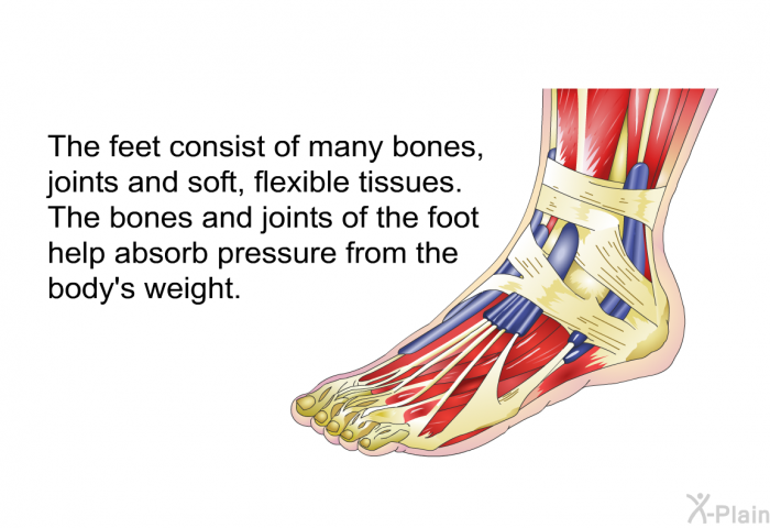 The feet consist of many bones, joints and soft, flexible tissues. The bones and joints of the foot help absorb pressure from the body's weight.