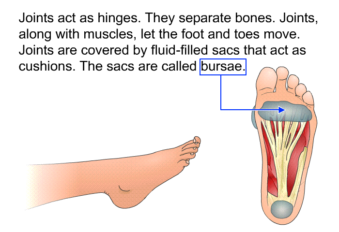Joints act as hinges. They separate bones. Joints, along with muscles, let the foot and toes move. Joints are covered by fluid-filled sacs that act as cushions. The sacs are called bursae.