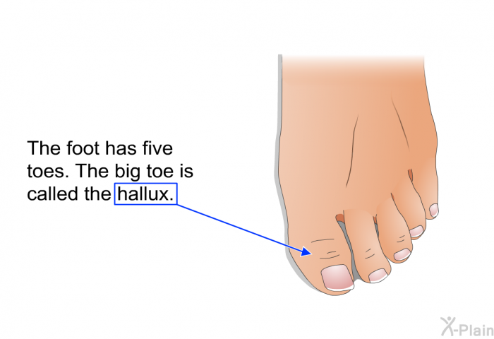 The foot has five toes. The big toe is called the hallux.
