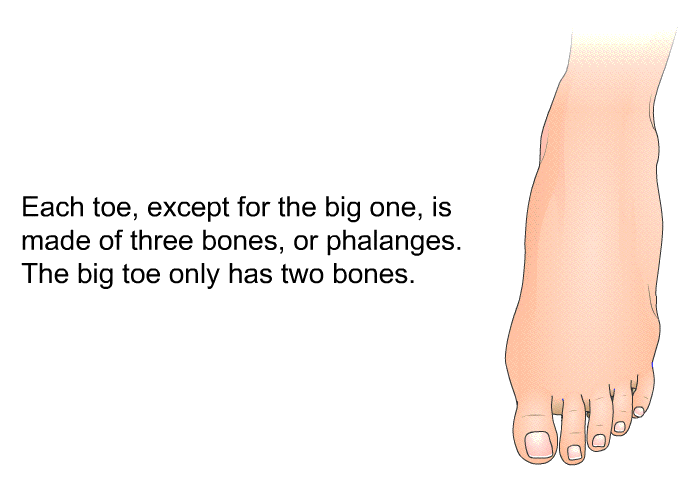 Each toe, except for the big one, is made of three bones, or phalanges. The big toe only has two bones.