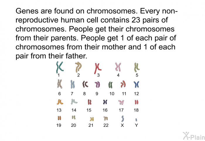 Genes are found on chromosomes. Every non-reproductive human cell contains 23 pairs of chromosomes. People get their chromosomes from their parents. People get 1 of each pair of chromosomes from their mother and 1 of each pair from their father.