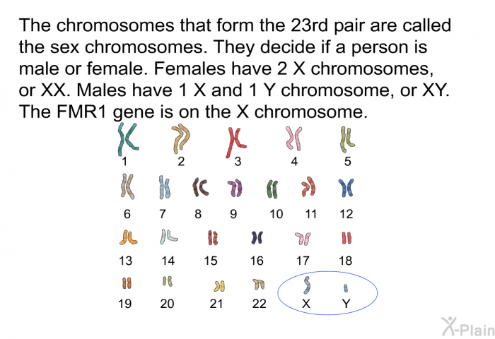 The chromosomes that form the 23rd pair are called the sex chromosomes. They decide if a person is male or female. Females have 2 X chromosomes, or XX. Males have 1 X and 1 Y chromosome, or XY. The FMR1 gene is on the X chromosome.
