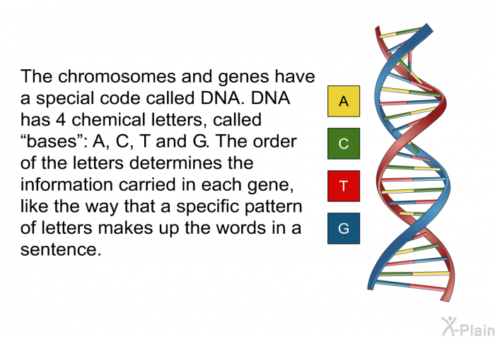 The chromosomes and genes have a special code called DNA. DNA has 4 chemical letters, called “bases”: A, C, T and G. The order of the letters determines the information carried in each gene, like the way that a specific pattern of letters makes up the words in a sentence.