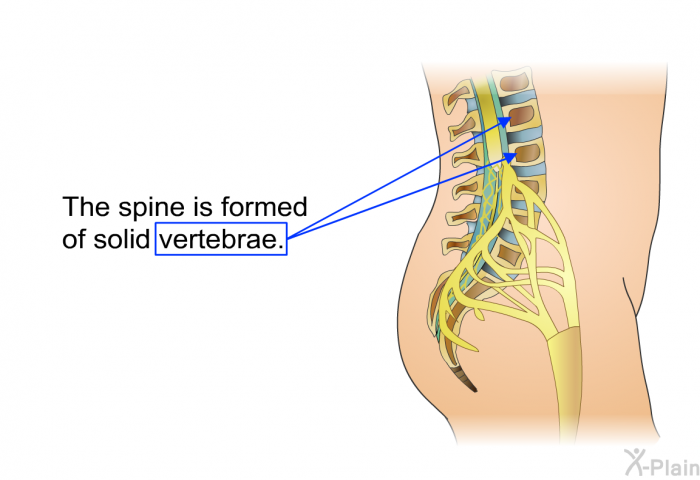 The spine is formed of solid vertebrae.