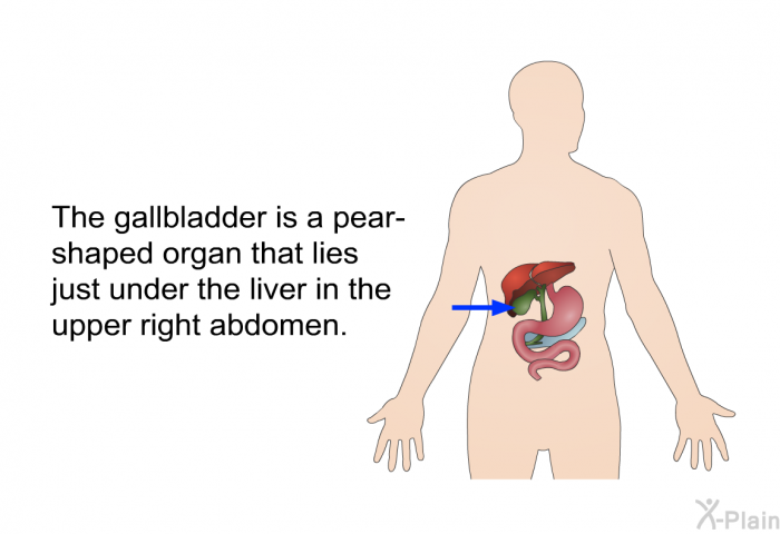 The gallbladder is a pear-shaped organ that lies just under the liver in the upper right abdomen.