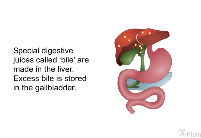 Special digestive juices called  bile' are made in the liver. Excess bile is stored in the gallbladder.