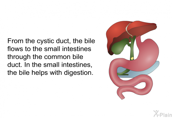 From the cystic duct, the bile flows to the small intestines through the common bile duct. In the small intestines, the bile helps with digestion.