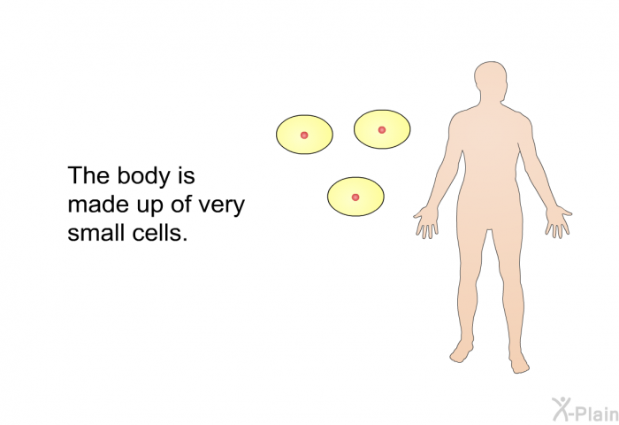 The body is made up of very small cells.