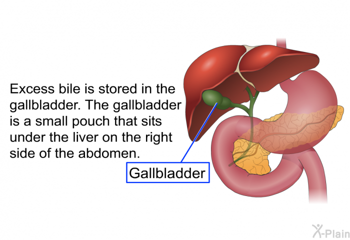 Excess bile is stored in the gallbladder. The gallbladder is a small pouch that sits under the liver on the right side of the abdomen.
