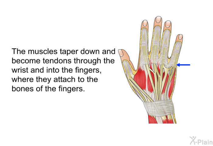 The muscles taper down and become tendons through the wrist and into the fingers, where they attach to the bones of the fingers.
