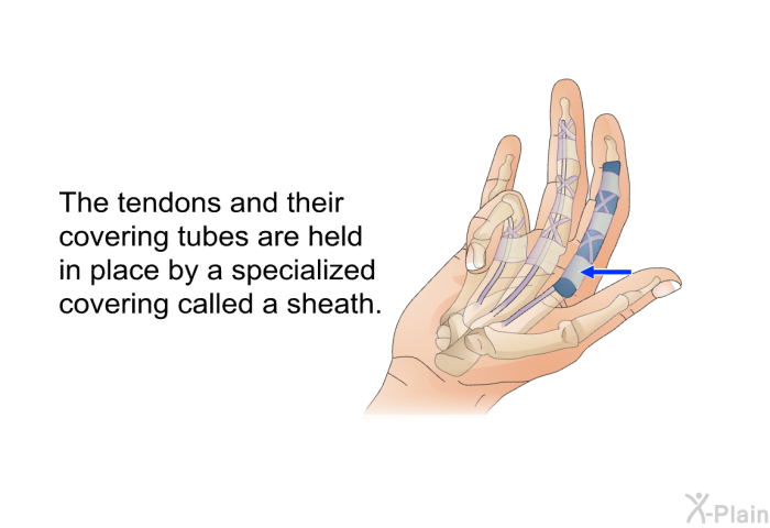 The tendons and their covering tubes are held in place by a specialized covering called a sheath.