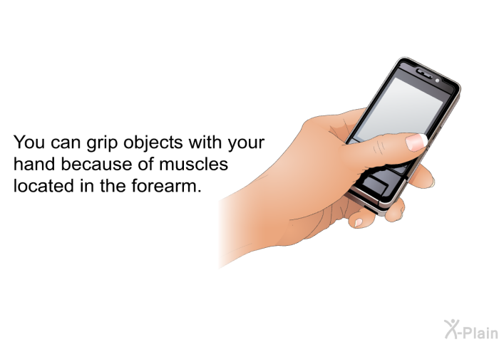 You can grip objects with your hand because of muscles located in the forearm.