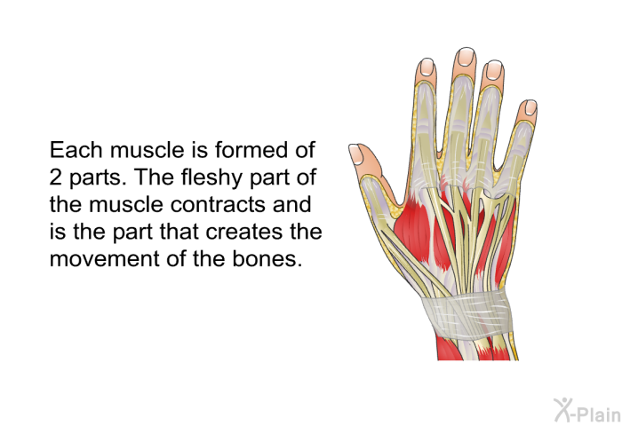 Each muscle is formed of 2 parts. The fleshy part of the muscle contracts and is the part that creates the movement of the bones.