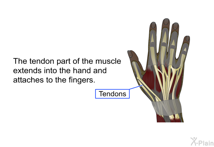 The tendon part of the muscle extends into the hand and attaches to the fingers.