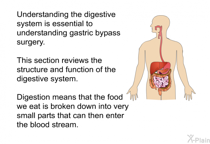 Understanding the digestive system is essential to understanding gastric bypass surgery. This section reviews the structure and function of the digestive system. Digestion means that the food we eat is broken down into very small parts that can then enter the blood stream.