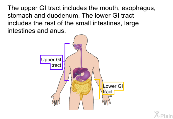 The upper GI tract includes the mouth, esophagus, stomach and duodenum. The lower GI tract includes the rest of the small intestines, large intestines and anus.