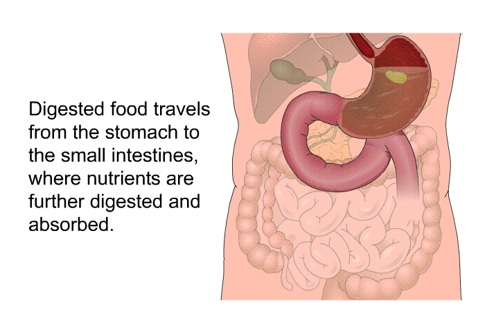 Digested food travels from the stomach to the small intestines, where nutrients are further digested and absorbed.