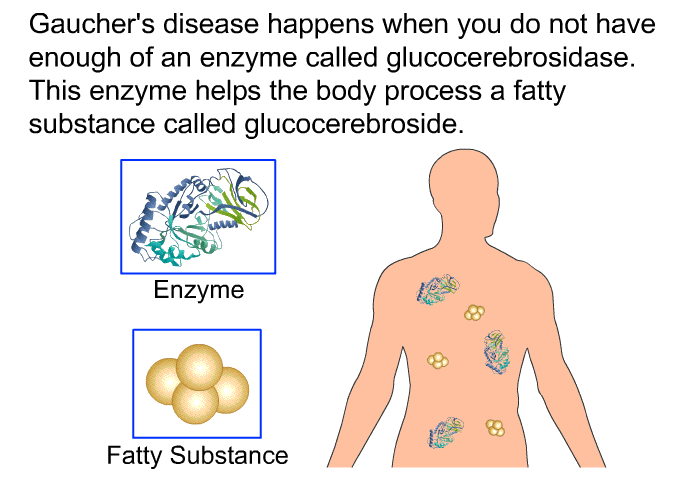 Gaucher's disease happens when you do not have enough of an enzyme called glucocerebrosidase. This enzyme helps the body process a fatty substance called glucocerebroside.