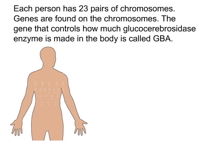 Each person has 23 pairs of chromosomes. Genes are found on the chromosomes. The gene that controls how much glucocerebrosidase enzyme is made in the body is called GBA.