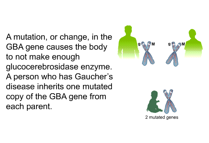 A mutation, or change, in the GBA gene causes the body to not make enough glucocerebrosidase enzyme. A person who has Gaucher's disease inherits one mutated copy of the GBA gene from each parent.
