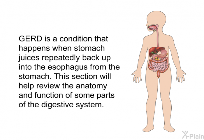 GERD is a condition that happens when stomach juices repeatedly back up into the esophagus from the stomach. This section will help review the anatomy and function of some parts of the digestive system.