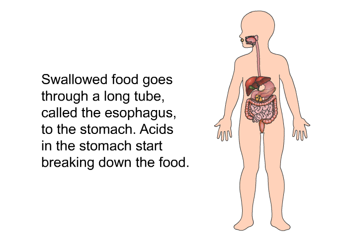Swallowed food goes through a long tube, called the esophagus, to the stomach. Acids in the stomach start breaking down the food.