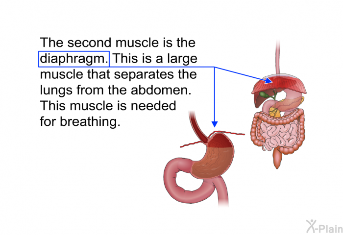 The second muscle is the diaphragm. This is a large muscle that separates the lungs from the abdomen. This muscle is needed for breathing.