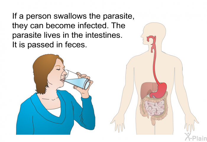If a person swallows the parasite, they can become infected. The parasite lives in the intestines. It is passed in feces.