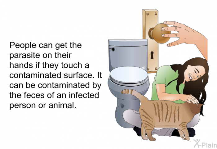 People can get the parasite on their hands if they touch a contaminated surface. It can be contaminated by the feces of an infected person or animal.