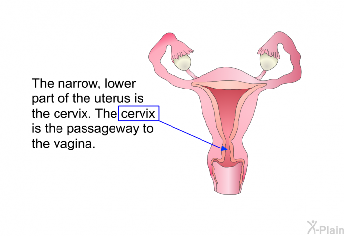 The narrow, lower part of the uterus is the cervix. The cervix is the passageway to the vagina.