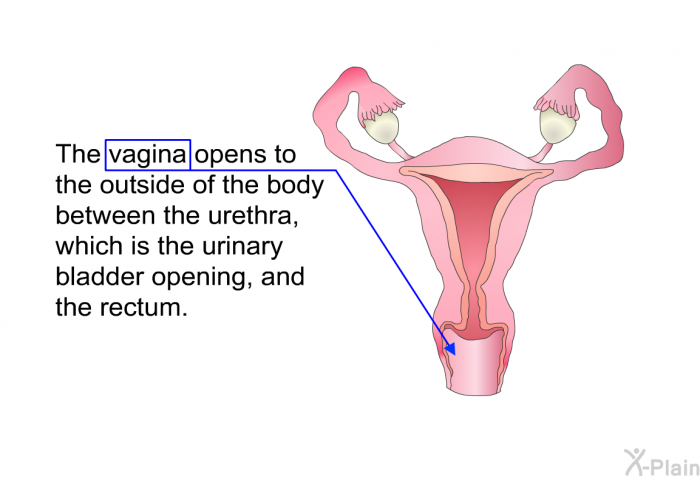 The vagina opens to the outside of the body between the urethra, which is the urinary bladder opening, and the rectum.